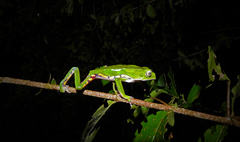 Phyllomedusa burmeisteri