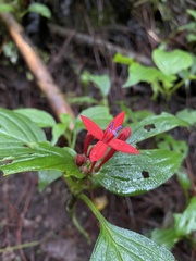 Crusea coccinea