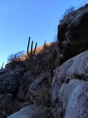 Trichocereus terscheckii