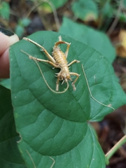 Camptonotus carolinensis