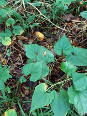 Camptonotus carolinensis