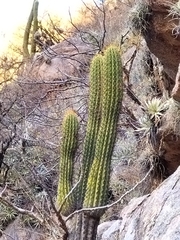 Trichocereus terscheckii