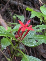 Crusea coccinea