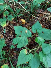 Camptonotus carolinensis