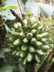 Musa monticola