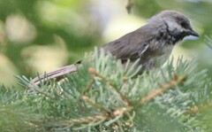 Poecile hudsonicus