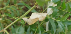 Papilionidae