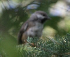 Poecile hudsonicus