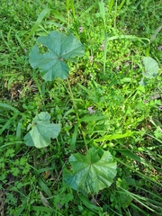 Malva parviflora