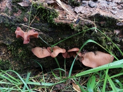 Auricularia fuscosuccinea