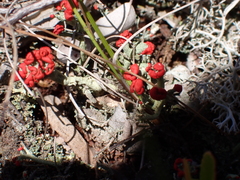 Cladonia cristatella