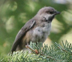 Poecile hudsonicus