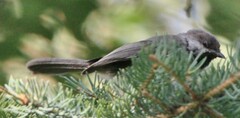 Poecile hudsonicus