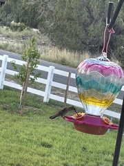 Archilochus alexandri