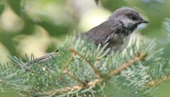 Poecile hudsonicus
