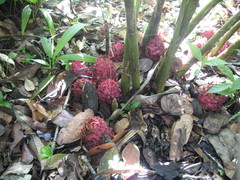 Zingiber pseudopungens