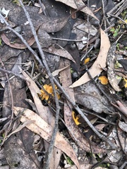 Phaeohelotium baileyanum