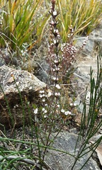 Cyanothamnus rigens