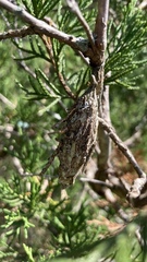 Thyridopteryx ephemeraeformis