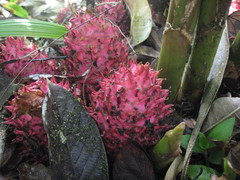 Zingiber pseudopungens