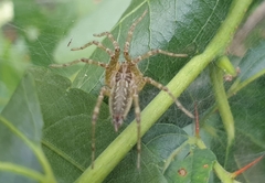 Allagelena gracilens