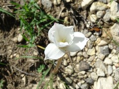 Zephyranthes drummondii