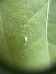 Hemiptera