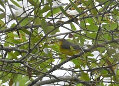 Cardellina canadensis