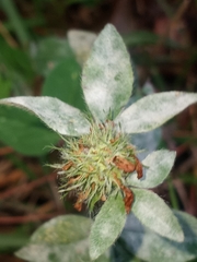 Erysiphe trifoliorum