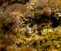 Parablennius tasmanianus