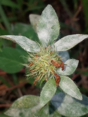 Erysiphe trifoliorum