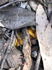 Phaeohelotium baileyanum