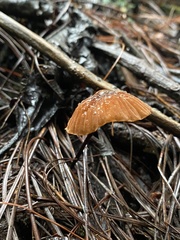 Marasmius siccus