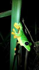 Agalychnis moreletii