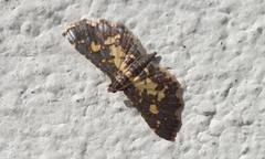 Eurrhyparodes bracteolalis