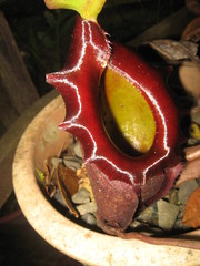 Nepenthes rajah