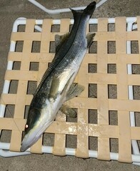 Centropomus undecimalis