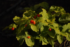 Prosartes hookeri