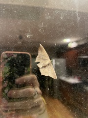 Prochoerodes lineola