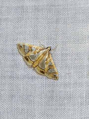 Glyphodes pyloalis