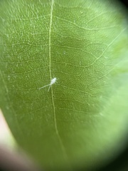 Hemiptera