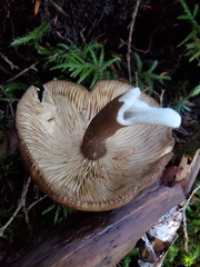 Lactarius