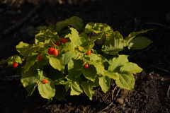 Prosartes hookeri