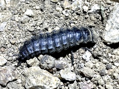 Carabina