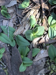 Chiloglottis