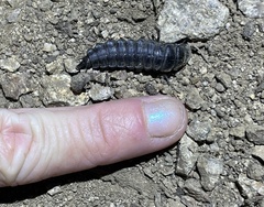 Carabina