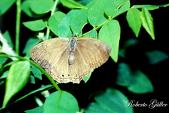 Satyrinae