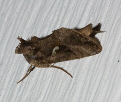 Autographa precationis