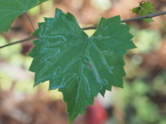 Phyllocnistis vitegenella