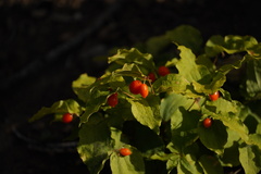 Prosartes hookeri
